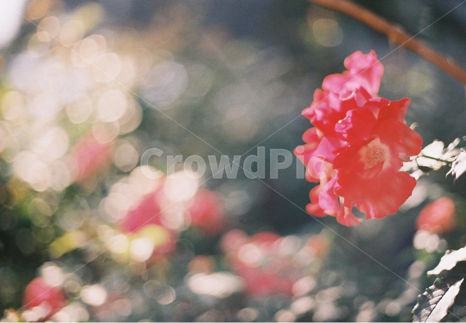 꽃,필름사진,filmphoto,감성,필카감성,일상,햇살,노을,아날로그,앤틱,여름,식물,자연,plants,nature,꽃,flower,감성,sensible,feeling