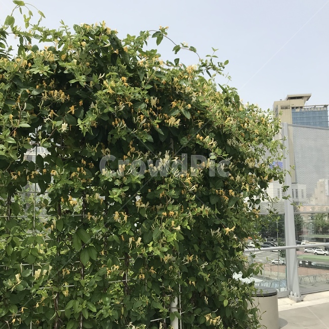 덩쿨,노란꽃,꽃,덩쿨나무,나무,하늘,덩굴,넝굴,넝쿨,flower,vine,yellow,식물,자연,plants,nature