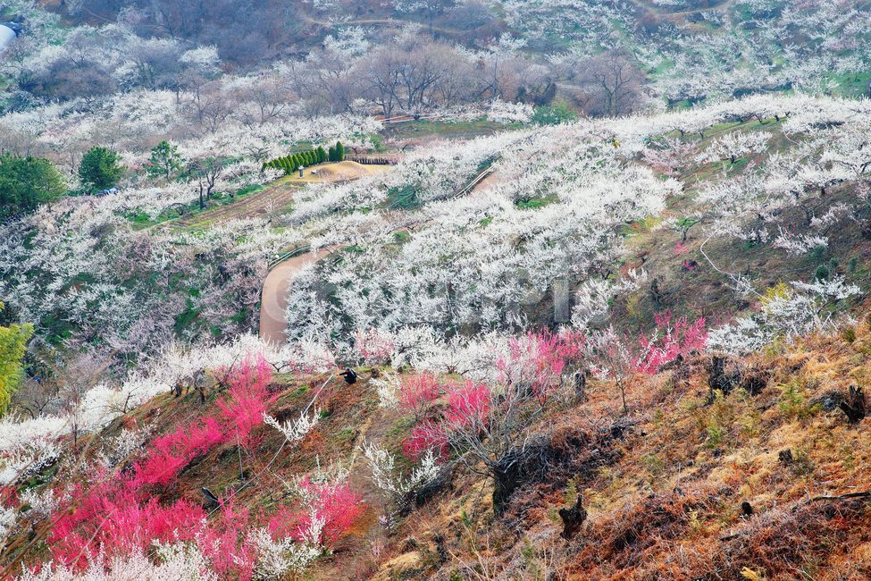 매화마을,봄,다압면,풍경,꽃,광양시,봄,계절,spring,season,자연,풍경,nature,landscape,plant,식물