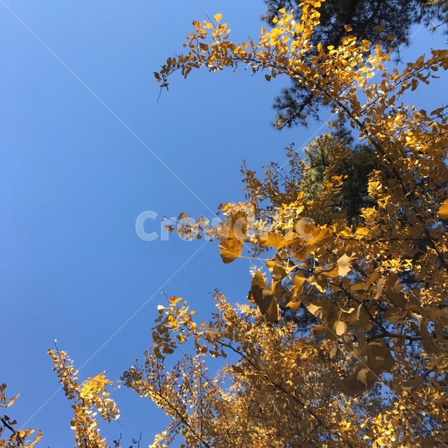 단풍,은행,가을,fall,yellow,ginkgo,maidenhairtree,은행나무,nature,자연,식물,나무,plant,가을,계절,fall,autumn,season,식물,자연,plants,nature,tree