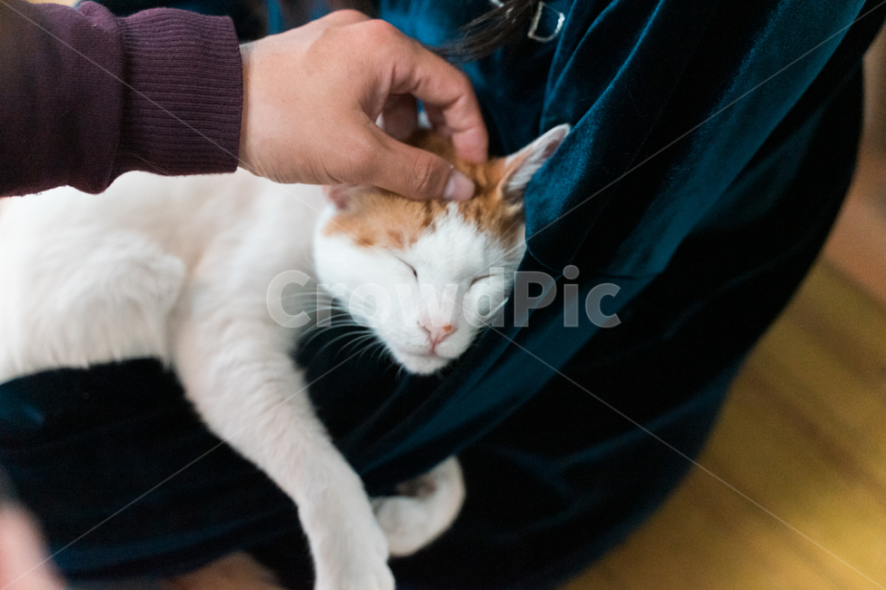 고양이,냥이,집사,시크,감성,동물,animal,포유류,mammal,고양이,cat,kitten,kitty,사람,인물,인간,human,person,신체일부,몸,body