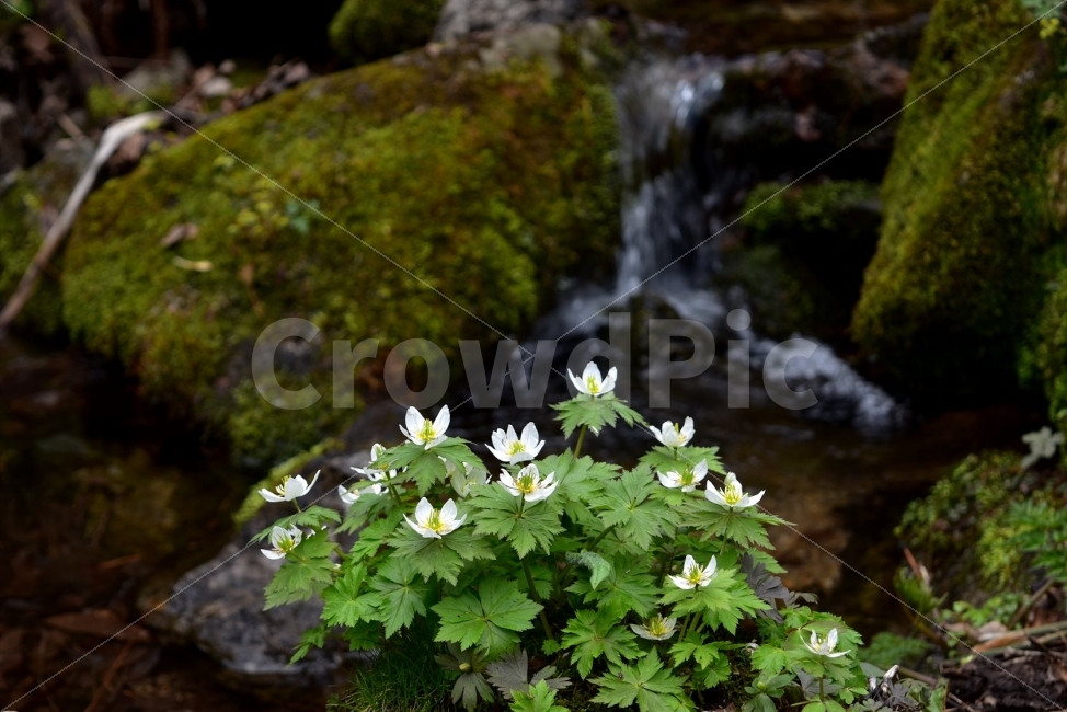 모데미풀,봄,야생화,꽃,청태산,강원도,봄꽃,고산야생화,감성,wildflower,산꽃,봄야생화,계곡,이끼,꽃말,슬픈추억,아쉬움,MegaleranthissaniculifoliaOhwi,금매화아재비,운봉금매화,식물,자연,식생,생태,식물,자연,plants,nature,꽃,flower