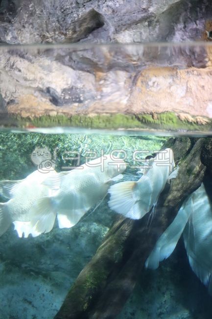 fish,animal,water,aquarium