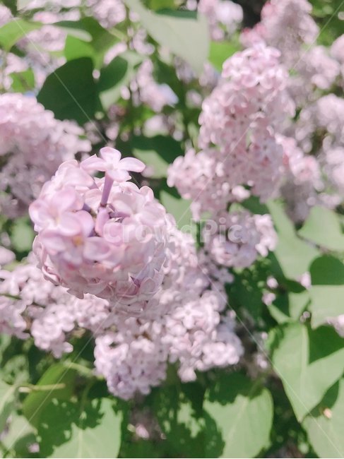 꽃,식물,봄,이쁜꽃,봄꽃,식물,자연,plants,nature,꽃,flower