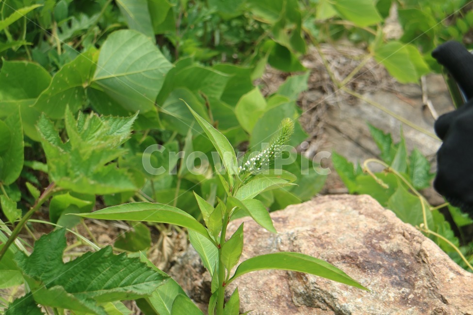 잎,leaf,plant,식물,자연