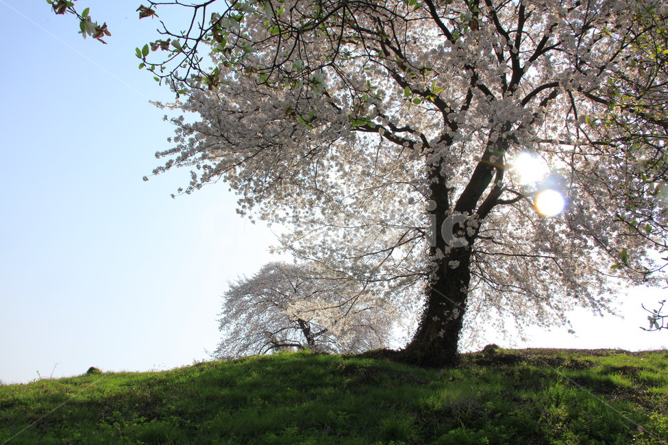 봄,벚꽃나무,꽃,자연,쉼,힐링,봄,계절,spring,season,식물,자연,plants,nature,나무,trees,wood,plant,tree,tree trunk,나무 줄기