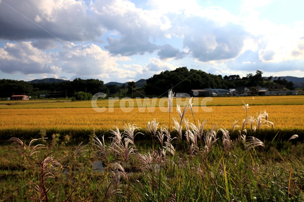 가을,억새,field,황금들녁,들,쌀,grassland,목초지,outdoors,옥외,plant,식물,nature,자연,논,벼,시골,들판,autumn,fall,하늘,구름