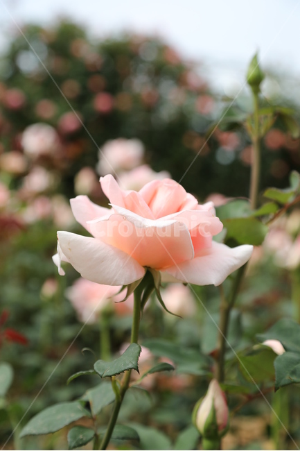 올림픽공원,장미정원,장미,꽃,여름,공원,정원,식물,자연,plants,nature,꽃,flower