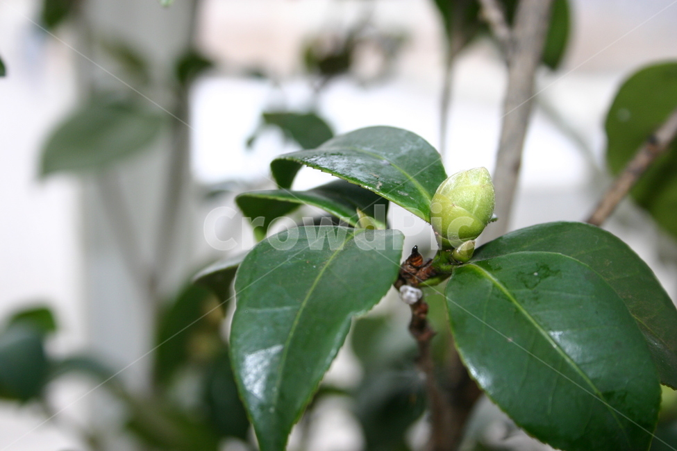 꽃망울,꽃봉우리,식물,초록,겨울,tree,leaf,plant,green,nature,leaves,branch,fruit,isolated,spring,fresh,foliage,flower,garden,agriculture,flora,growth,forest,herb,organic,blossom,pine,macro,closeup,closeup,natural,twig,bloom,beauty,blooming,beautiful,petal,season,outdoors,environment,freshness,lush,grass,bouquet