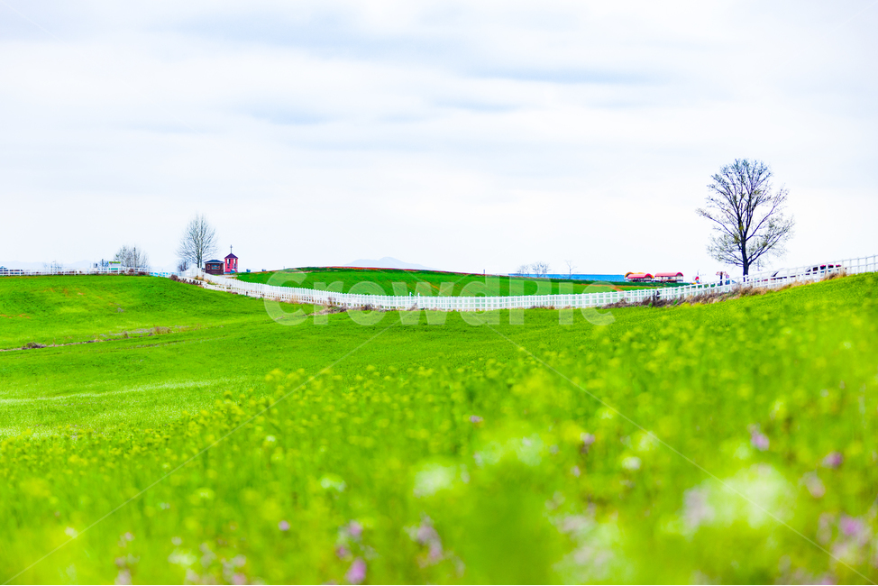 자연,들,힐링,초원,들판,봄,계절,spring,season,자연,풍경,nature,landscape,한국자연풍경,한국자연경관,korea nature landscape,field,grassland,목초지,outdoors,옥외