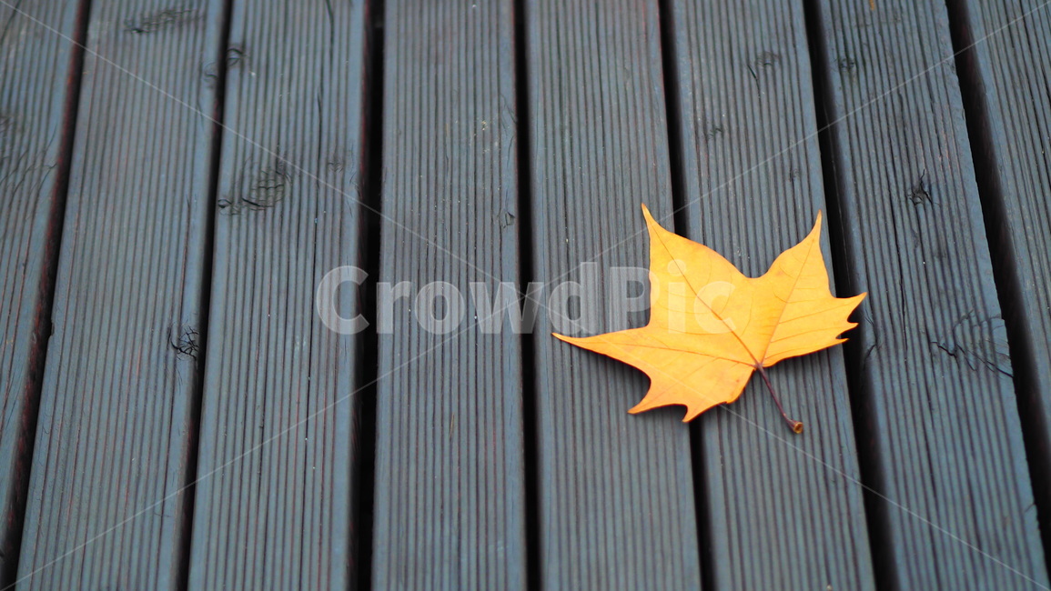 단풍,단풍잎,가을바닥,길,낙옆,가을,계절,fall,autumn,season,leaf,잎,plant,식물