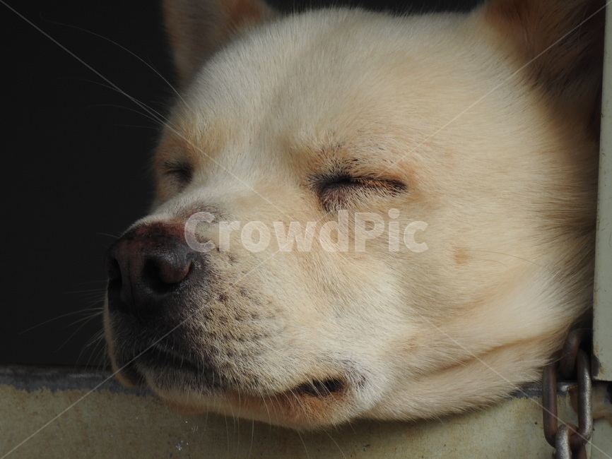 개,동물,반려견,백구,개얼굴,동물,animal,포유류,mammal,개,강아지,dog,doggy