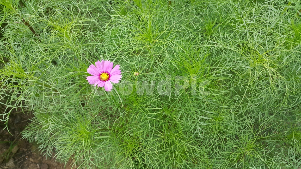 가을,코스모스,꽃,초록,flower,계절,접사,식물,자연,plants,nature