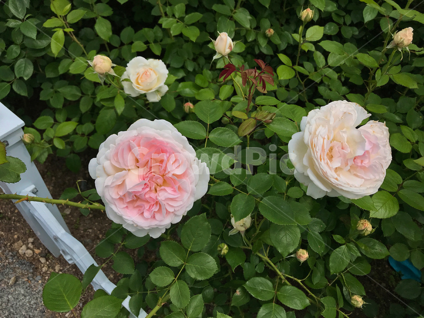 꽃,식물,장미,야외,자연,성장,정원,공원,beautiful,beauty,bloom,blooming,blossom,closeup,color,day,flora,floral,flower,garden,green,landscape,love,natural,nature,pink,pinkrose,plant,rose,spring,summer,white