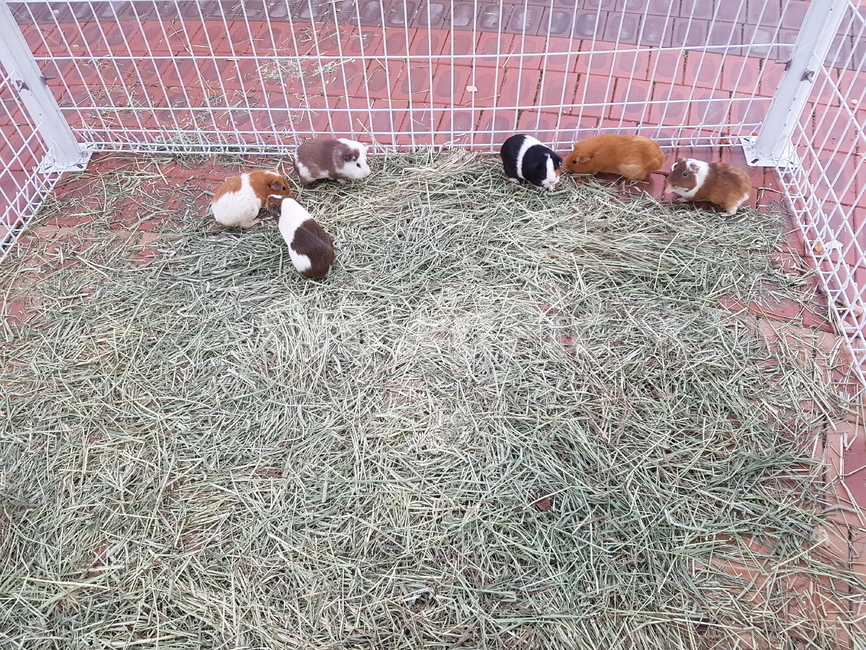 토끼,햄스터,동물,짐승,애와동물,생물,생명,자연,포유류,짚,잔디,동물,animal,포유류,mammal