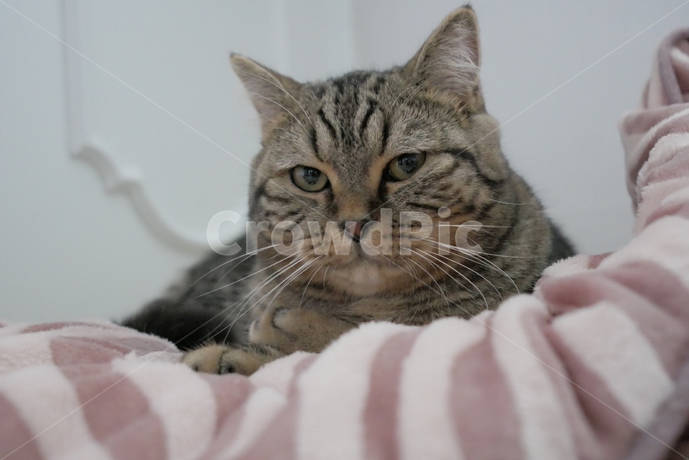 고양이,개냥이,동물,표정,얼굴,귀여운,동물,animal,포유류,mammal,고양이,cat,kitten,kitty