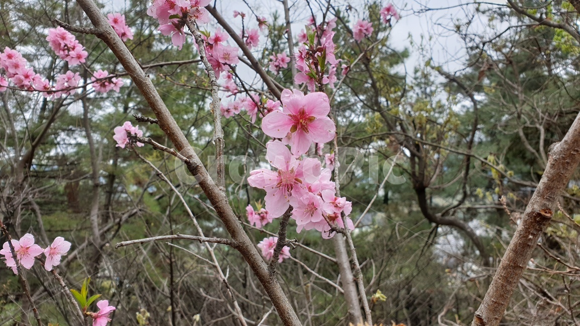 매화,봄,봄꽃,매화나무,나무,식물,봄,계절,spring,season,plant,blossom,꽃,flower,cherry blossom,벚꽃