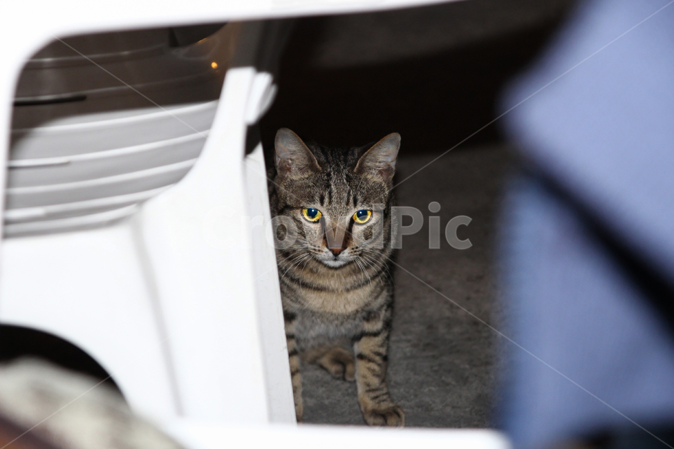 고양이,cat,동물,애묘,animal,의자,길고양이,애완동물,포유류,pet,동물,animal,포유류,mammal,고양이,cat,kitten,kitty
