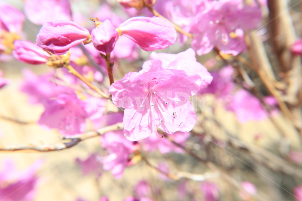 봄,꽃,진달래,spring,flower,봄,계절,spring,season,식물,자연,plants,nature,꽃,flower,plant,geranium,제라늄,blossom