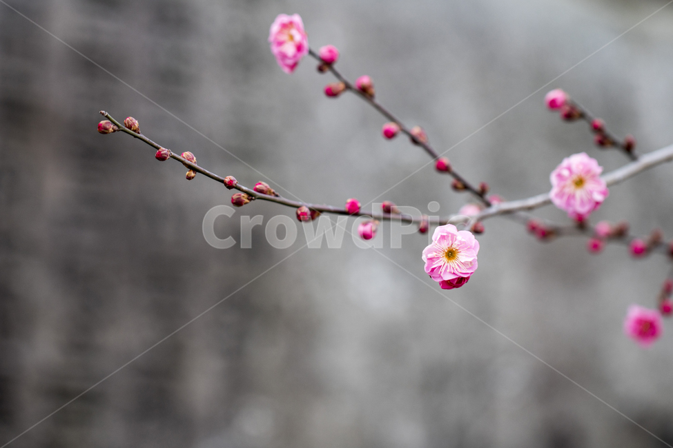 매화,매화꽃,매화나무,봄,봄꽃,꽃,홍매화,봄,계절,spring,season,식물,자연,plants,nature,꽃,flower,plant,blossom,petal,꽃잎