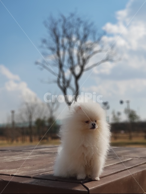 풍경,강아지,포메라니안,동물,반려동물,개,강아지,dog,doggy