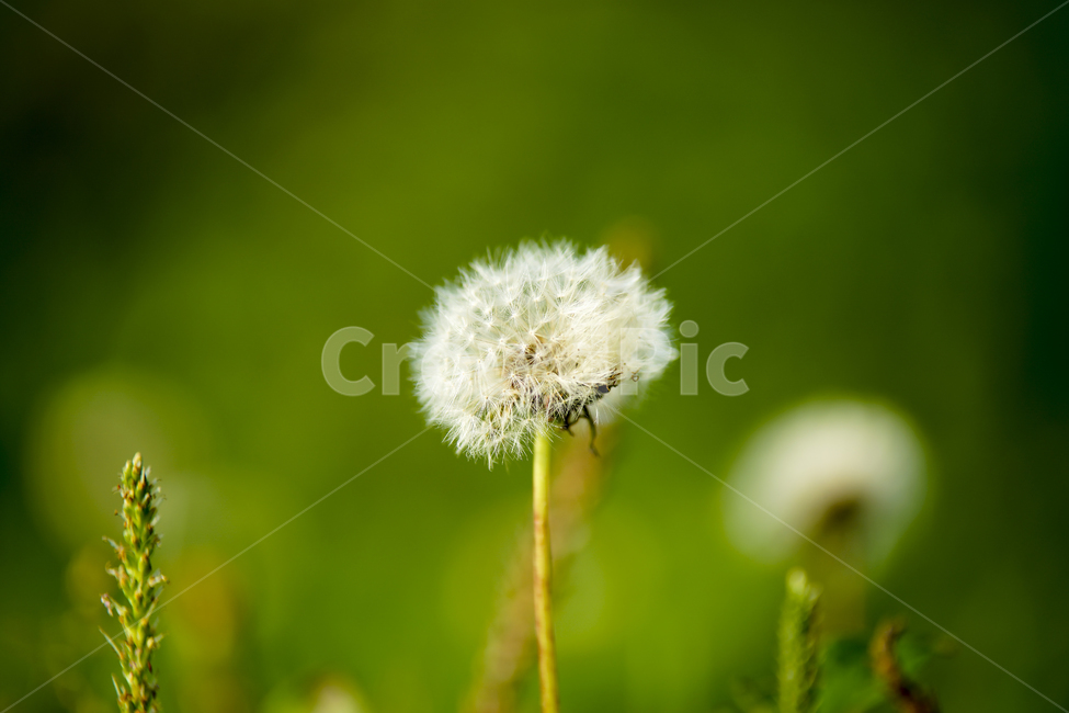민들레,민들레꽃씨,민들레꽃,매크로,녹색풀,식물,자연,plants,nature