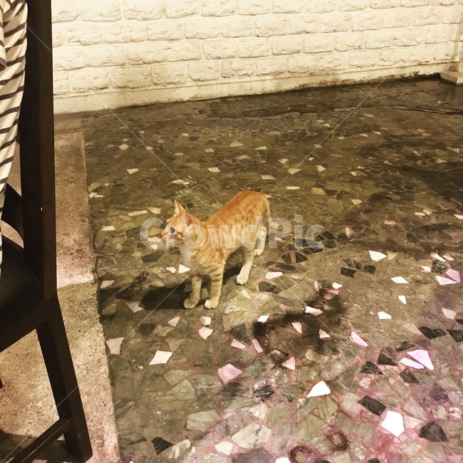고양이,냥이,길고양이,길냥이,마른