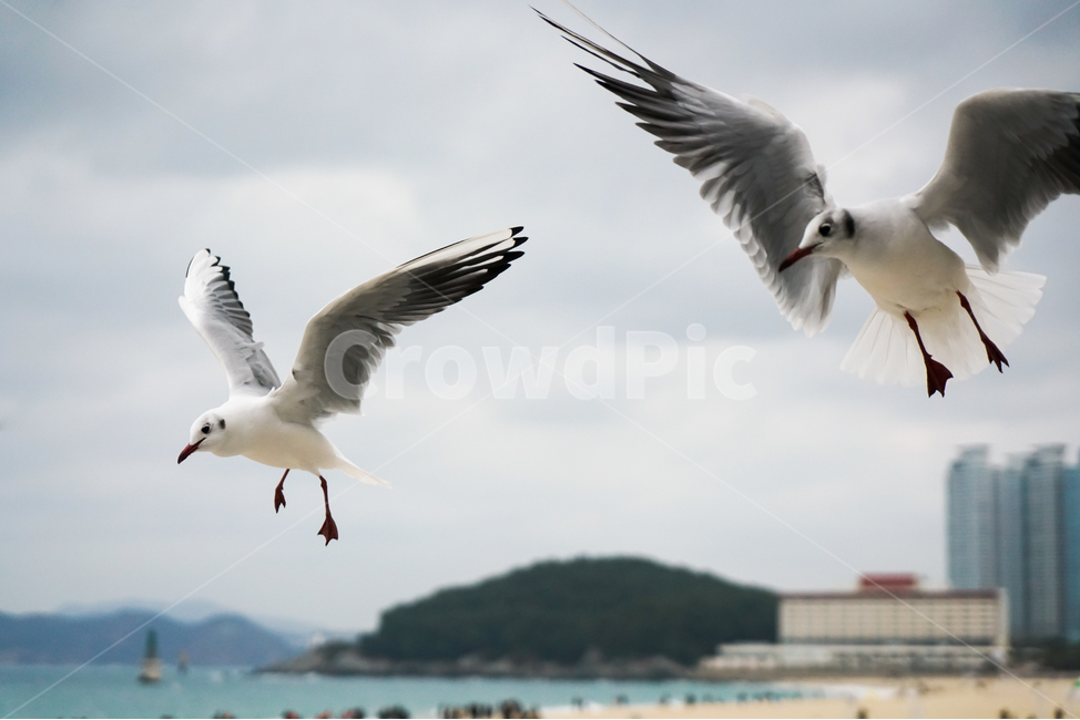 부산,해운대,대한민국,바다,백사장,모래,갈매기,괭이갈매기,새우깡,하늘,상쾌한,시원한,조류,섬,나무,동물,animal,조류,새,birds