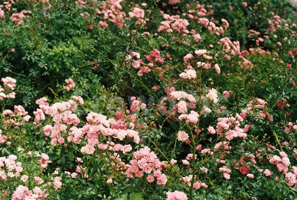 꽃,분홍,식물,자연,풀,나무,식물,자연,plants,nature,꽃,flower,감성,sensible,feeling