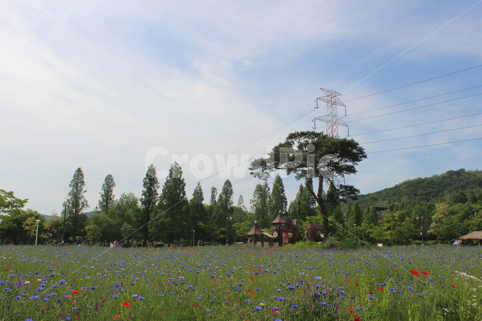 양귀비,수레국화,꽃밭,꽃,flower,flowers