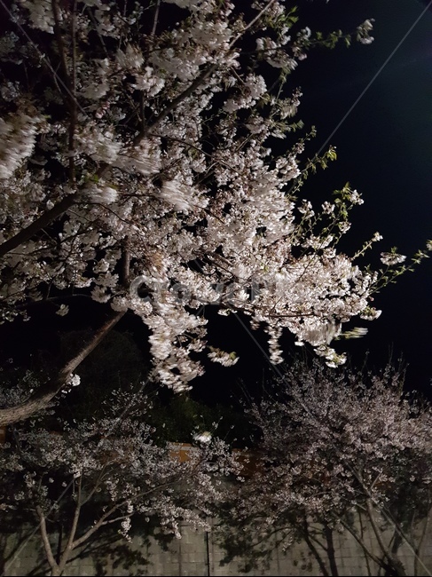 꽃,야경,벚꽃,밤풍경,봄