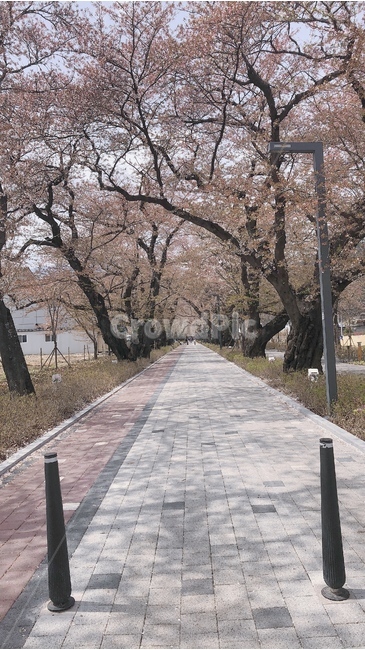 벚꽃,벚꽃나무,픙경,봄,길,봄,계절,spring,season,path,통로,plant,식물