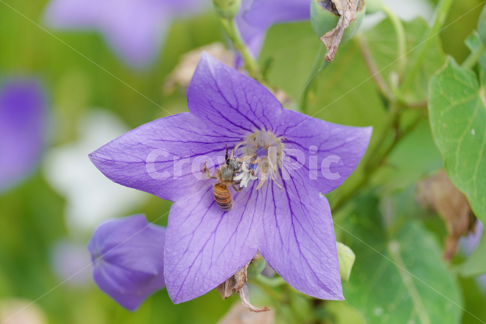 꽃,자연,접사,벌,힐링,배경화면,plants,nature,flower,sensible,bee,feeling,색깔,색상,색채,색감,colorsense,colorsensitivity