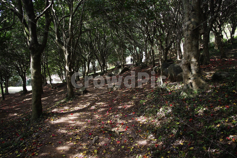숲,낙화,동백나무,동백꽃,꽃,flower,계절,봄,spring,자연,풍경,nature,landscape,tree,나무,plant,식물,tree trunk,나무 줄기,ground,바닥,leaf,잎