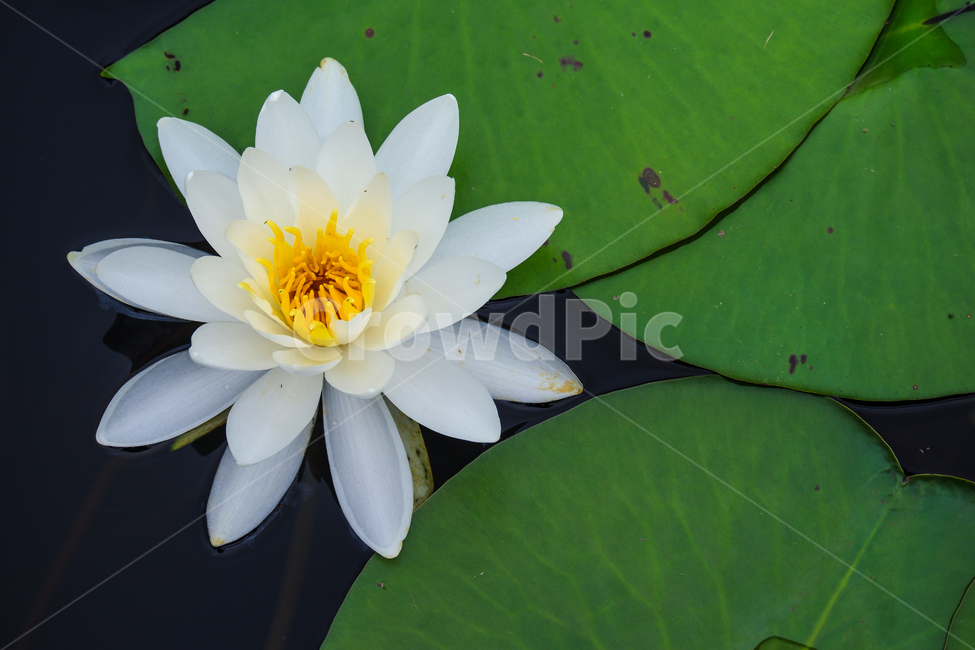 수련,연꽃,꽃,자연,식물,연못,잎,leaf,flower,식물,자연,plants,nature,꽃,flower