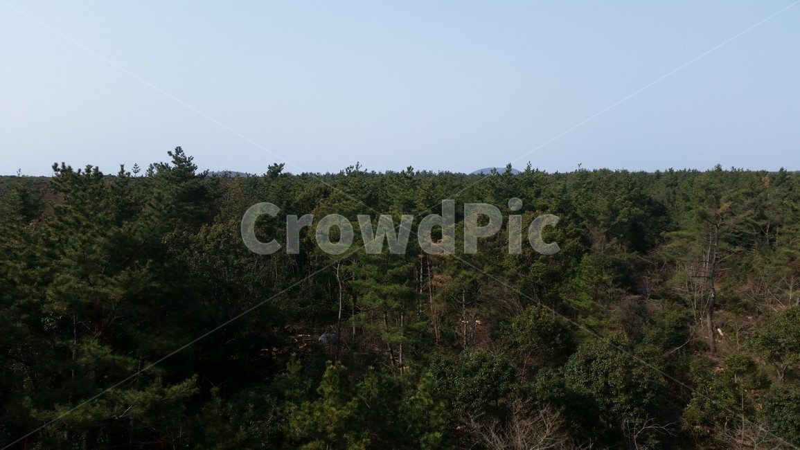 숲,하늘,나무,자연,곶자왈,forest,wood,grove,덤불숲,삼림지,woodland,thicket,깊은숲,삼림