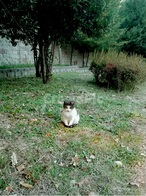 고양이,동물,캣,cat,공원,애니멀,동물,animal,포유류,mammal,고양이,cat,kitten,kitty