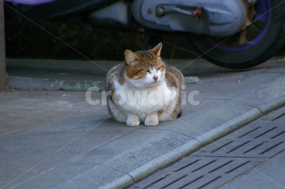 귀여운,야외,옥외,mammal,포유류,cat,고양이,animal,동물,pet,애완동물,동물,animal,포유류,mammal,고양이,cat,kitten,kitty