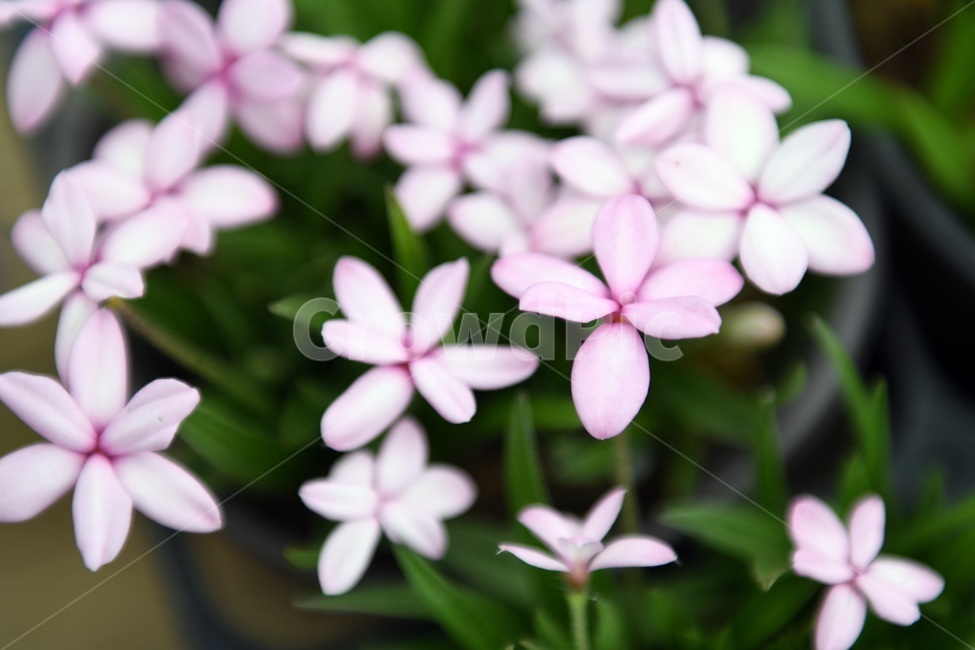 식물,꽃,감성사진,자연,flower,꽃사진,봄,봄꽃,계절,감성,4월,spring,힐링,자연풍경,풍경,봄,계절,spring,season,식물,자연,plants,nature,꽃,flower,plant,blossom,petal,꽃잎