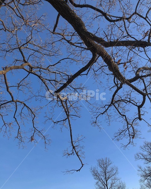 하늘,나무,자연,힐링,배경,풍경,맑음,겨울,계절,winter,season,식물,자연,plants,nature,나무,trees,wood