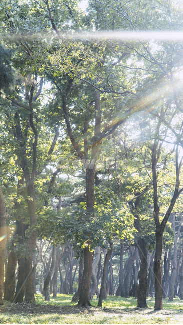 flare,플레어,light,빛,sunlight,햇빛,plant,식물,tree,나무,vegetation,초목,나무,trees,wood