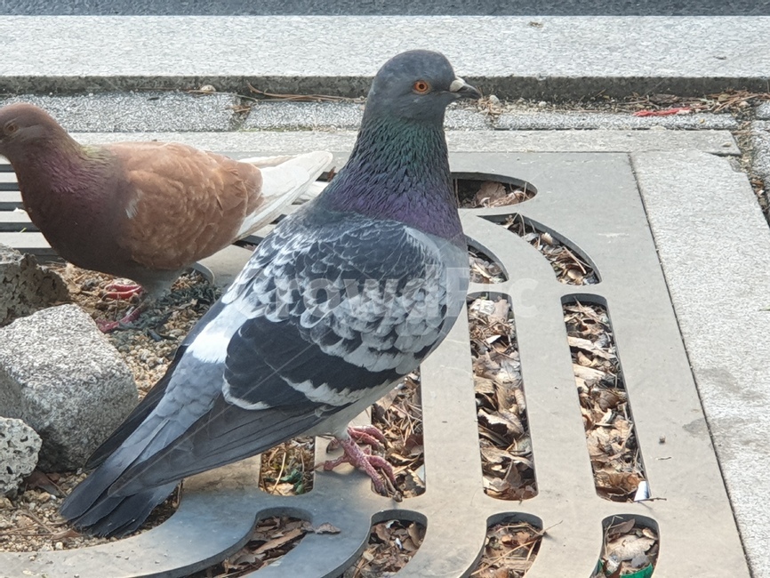 bird,pigeon,새,동물,animal,비둘기,동물,animal,조류,새,birds