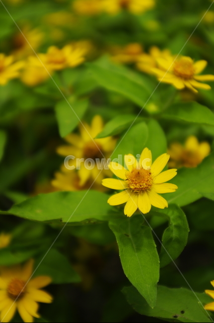 꽃,flower,식물,plant,자연,nature