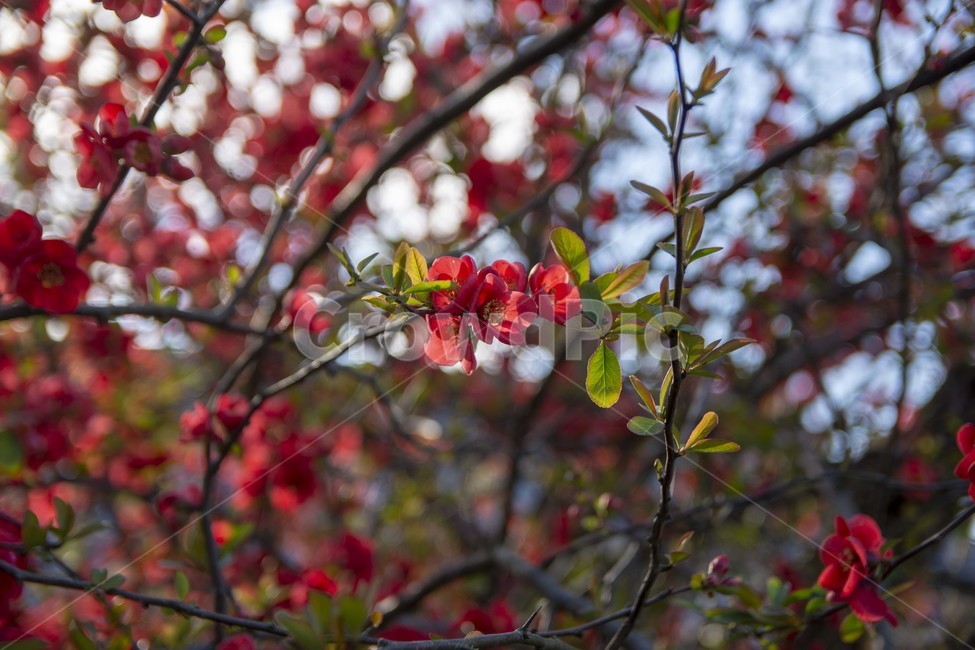 plant,식물,보케,배경,background