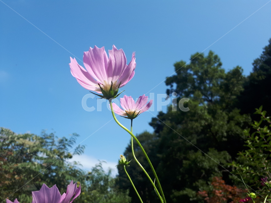 코스모스,꽃,하늘,풍경,산,희망,flower,plant,blossom,분홍색,자연