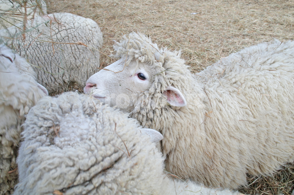 동물,sheep,양,양떼목장,겨울양,대관령양떼목장,동물,animal,포유류,mammal