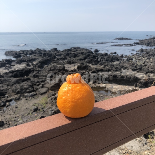한라봉,제주도,해안가,제주한라봉,과일