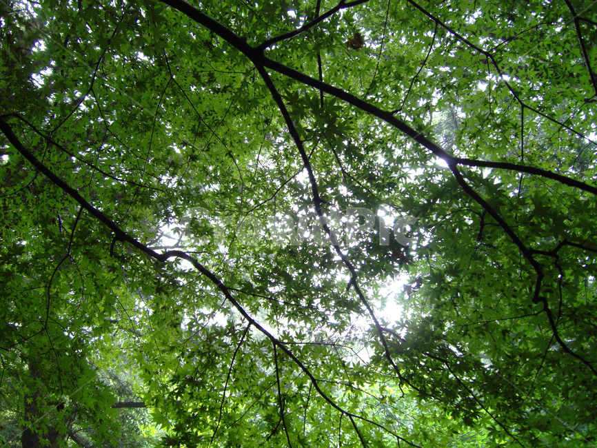 나무,숲,자연,식물,나뭇가지,잎,풍경,자연,풍경,nature,landscape,plant,tree