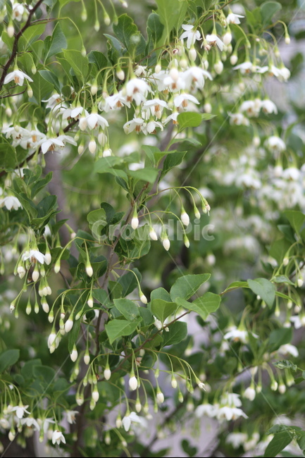 때죽나무꽃,흰색,꽃봉오리,봄,낮,봄,계절,spring,season,식물,자연,plants,nature,꽃,flower,plant