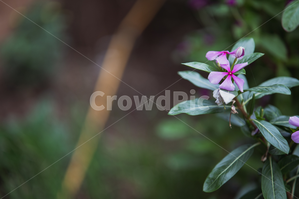 꽃,식물,flowers,botanical,plant,식물,자연,plants,nature,꽃,flower